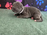 Bluey, a female Great Dane for sale in Fort Wayne, IN – 2 of 5