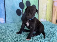 Roran, a male Great Dane for sale in Fort Wayne, IN – 2 of 10