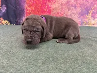 Myrcella , a female Great Dane for sale in Fort Wayne, IN – 7 of 10