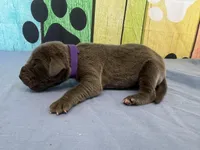 Myrcella , a female Great Dane for sale in Fort Wayne, IN – Photo 3 of 6