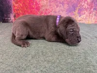 Myrcella , a female Great Dane for sale in Fort Wayne, IN – 8 of 10