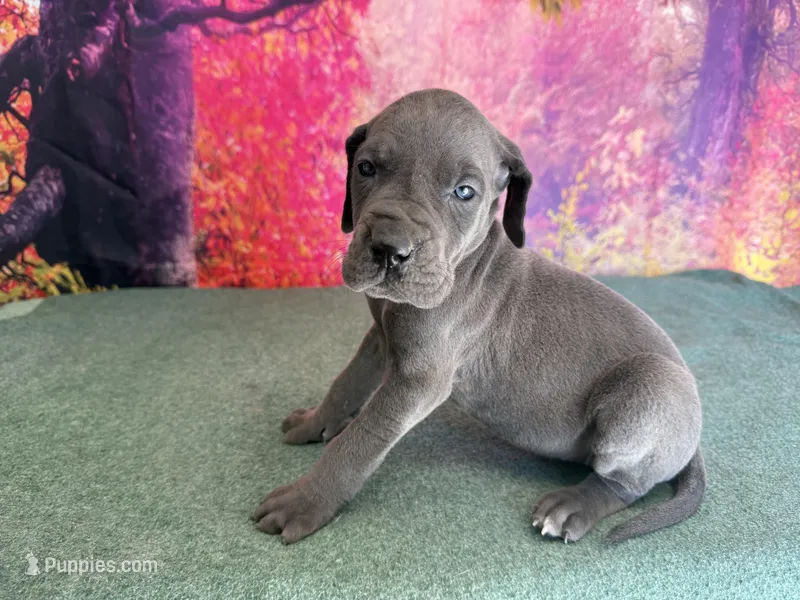 Myrcella  – Great Dane puppy for sale in Fort Wayne, IN