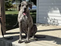 Myrcella , a female Great Dane for sale in Fort Wayne, IN – Photo 5 of 6