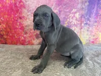 Myrcella , a female Great Dane for sale in Fort Wayne, IN – 2 of 10