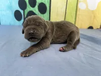 Myrcella , a female Great Dane for sale in Fort Wayne, IN – Photo 2 of 6