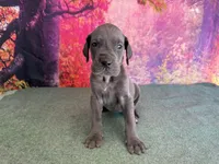 Myrcella , a female Great Dane for sale in Fort Wayne, IN – 4 of 10