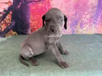 Myrcella , a female Great Dane for sale in Fort Wayne, IN – 5 of 10