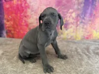 Myrcella , a female Great Dane for sale in Fort Wayne, IN – 1 of 10