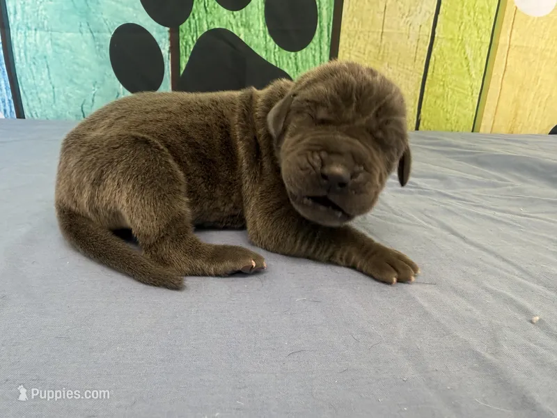 Myrcella  – Great Dane puppy for sale in Fort Wayne, IN