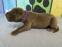 Myrcella , a female Great Dane for sale in Fort Wayne, IN – Photo 4 of 6