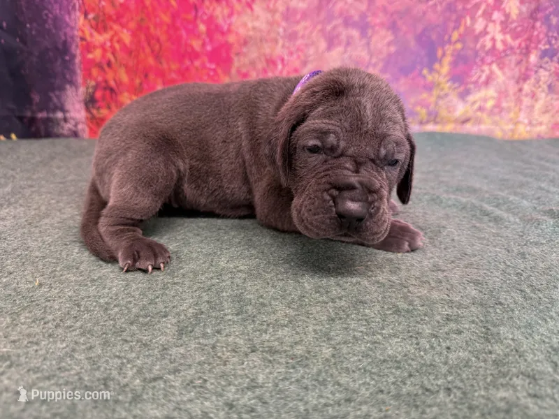 Myrcella  – Great Dane puppy for sale in Fort Wayne, IN