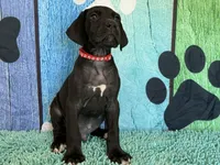 Colonel, a male Great Dane for sale in Fort Wayne, IN – 2 of 10