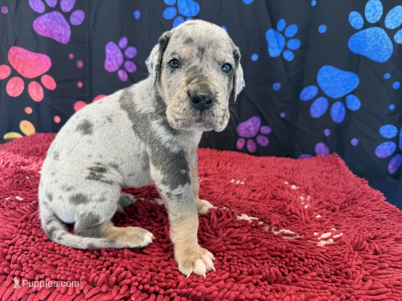 Winton – Great Dane puppy for sale in Fort Wayne, IN