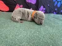 Lucky, a male Great Dane for sale in Fort Wayne, IN – 2 of 5