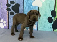 Murtagh, a male Great Dane for sale in Fort Wayne, IN – 2 of 10