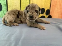 Elva, a female Great Dane for sale in Fort Wayne, IN – 5 of 10