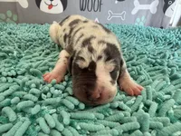 Angela, a female Great Dane for sale in Fort Wayne, IN – 2 of 5