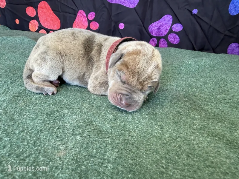 Rusty – Great Dane puppy for sale in Fort Wayne, IN