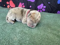 Rusty, a male Great Dane for sale in Fort Wayne, IN – 1 of 5