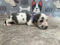 Cruella, a female Great Dane for sale in Fort Wayne, IN – 2 of 5