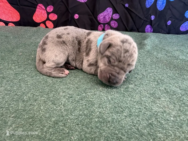 Snickers – Great Dane puppy for sale in Fort Wayne, IN