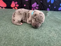 Snickers, a male Great Dane for sale in Fort Wayne, IN – 1 of 5