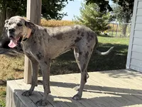 Jack, a male Great Dane for sale in Fort Wayne, IN – 4 of 5