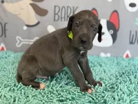 Jasper, a male Great Dane for sale in Fort Wayne, IN – 2 of 9