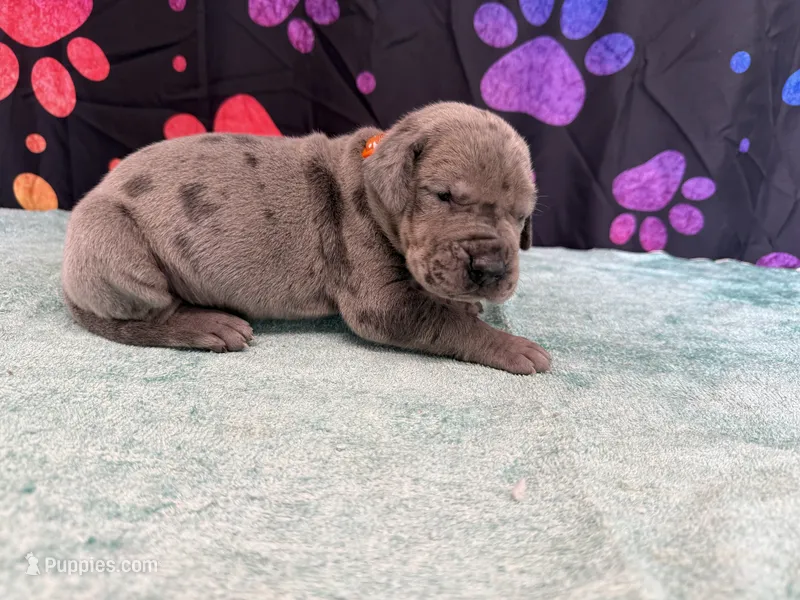 Lucky – Great Dane puppy for sale in Fort Wayne, IN