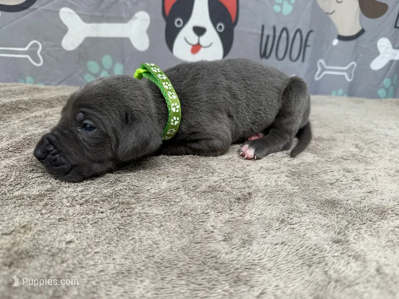 Jasper – Great Dane puppy for sale in Fort Wayne, IN