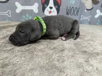 Jasper, a male Great Dane for sale in Fort Wayne, IN – 1 of 5