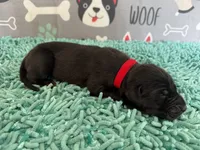 Brom, a male Great Dane for sale in Fort Wayne, IN – 3 of 5