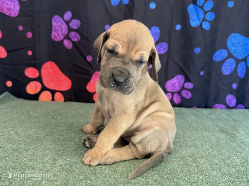 Bingo – Great Dane puppy for sale in Fort Wayne, IN