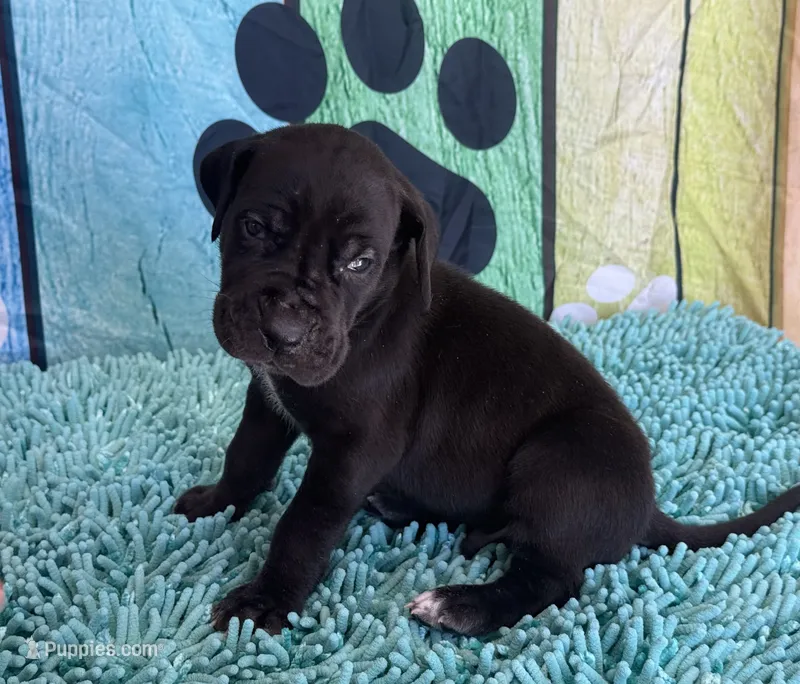 Brom – Great Dane puppy for sale in Fort Wayne, IN