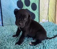 Brom, a male Great Dane for sale in Fort Wayne, IN – 1 of 10