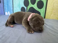 Cersei, a female Great Dane for sale in Fort Wayne, IN – Photo 3 of 6