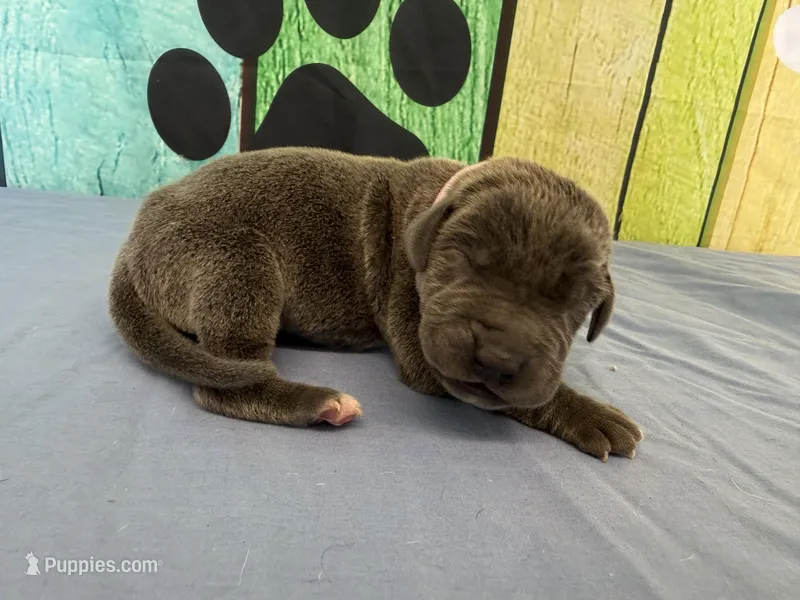 Cersei – Great Dane puppy for sale in Fort Wayne, IN