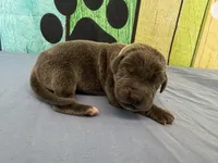 Cersei, a female Great Dane for sale in Fort Wayne, IN – Photo 1 of 6