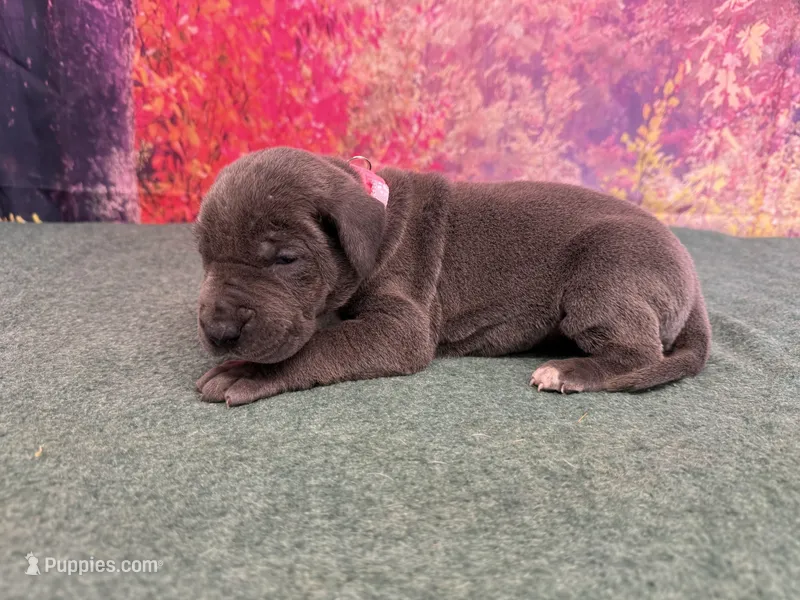 Cersei – Great Dane puppy for sale in Fort Wayne, IN