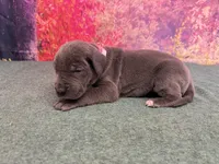 Cersei, a female Great Dane for sale in Fort Wayne, IN – 5 of 9