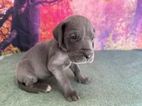 Cersei, a female Great Dane for sale in Fort Wayne, IN – 4 of 9