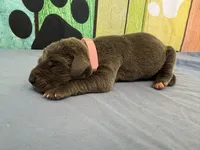 Cersei, a female Great Dane for sale in Fort Wayne, IN – Photo 2 of 6