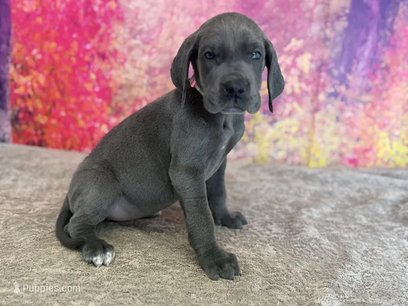 Cersei – Great Dane puppy for sale in Fort Wayne, IN
