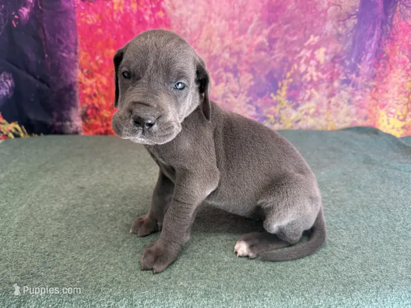 Cersei – Great Dane puppy for sale in Fort Wayne, IN