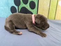 Cersei, a female Great Dane for sale in Fort Wayne, IN – Photo 4 of 6