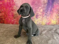 Cersei, a female Great Dane for sale in Fort Wayne, IN – 2 of 9