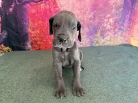 Cersei, a female Great Dane for sale in Fort Wayne, IN – 3 of 9