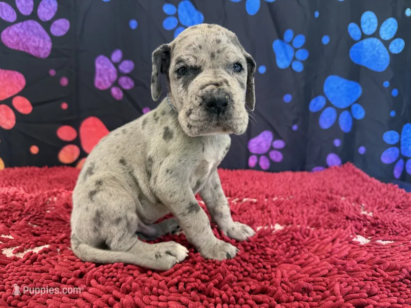 Jack – Great Dane puppy for sale in Fort Wayne, IN