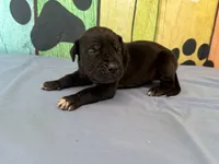 Roran, a male Great Dane for sale in Fort Wayne, IN – 4 of 10