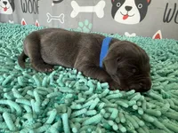 Eragon, a male Great Dane for sale in Fort Wayne, IN – 3 of 5